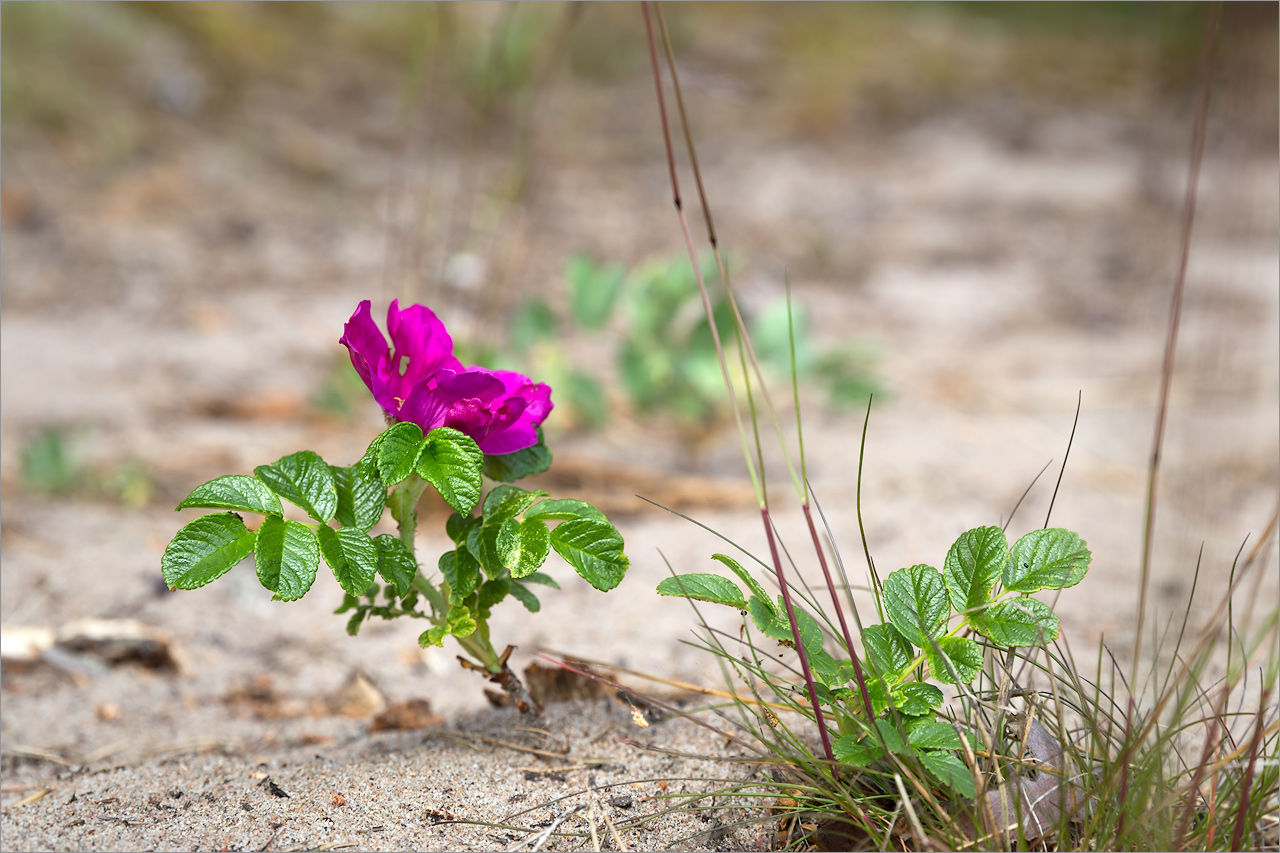 Image of Rosa rugosa specimen.