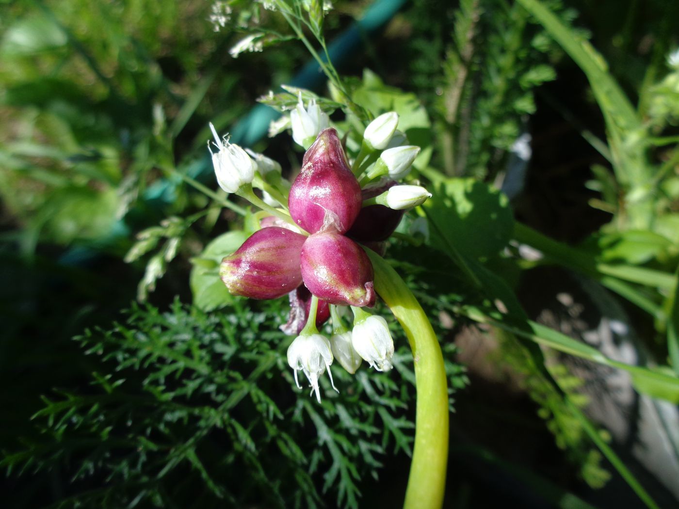 Image of Allium &times; proliferum specimen.