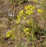 Patrinia intermedia