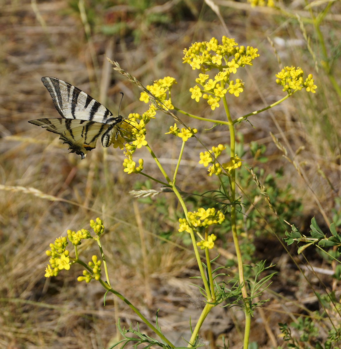 Image of Patrinia intermedia specimen.