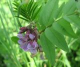 Vicia sepium. Соцветие и листья. Калужская обл., ст. Думиничи, залежь. 04.04.2006.