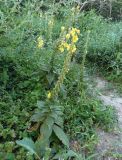 Verbascum densiflorum