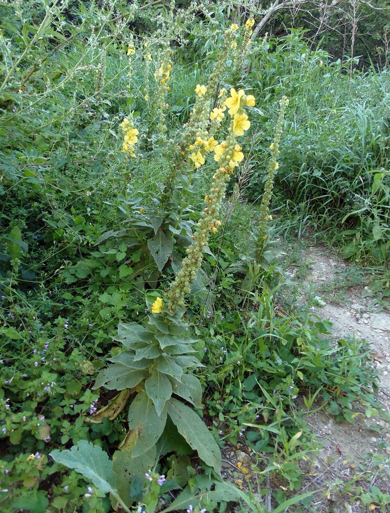 Image of Verbascum densiflorum specimen.