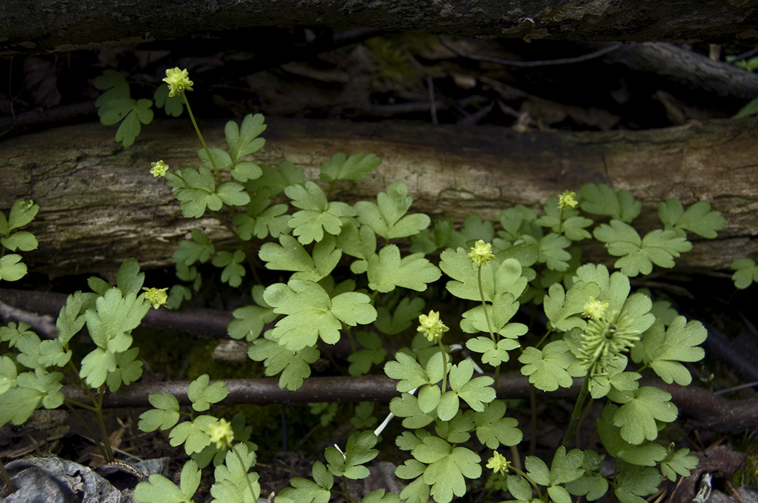 Image of Adoxa moschatellina specimen.