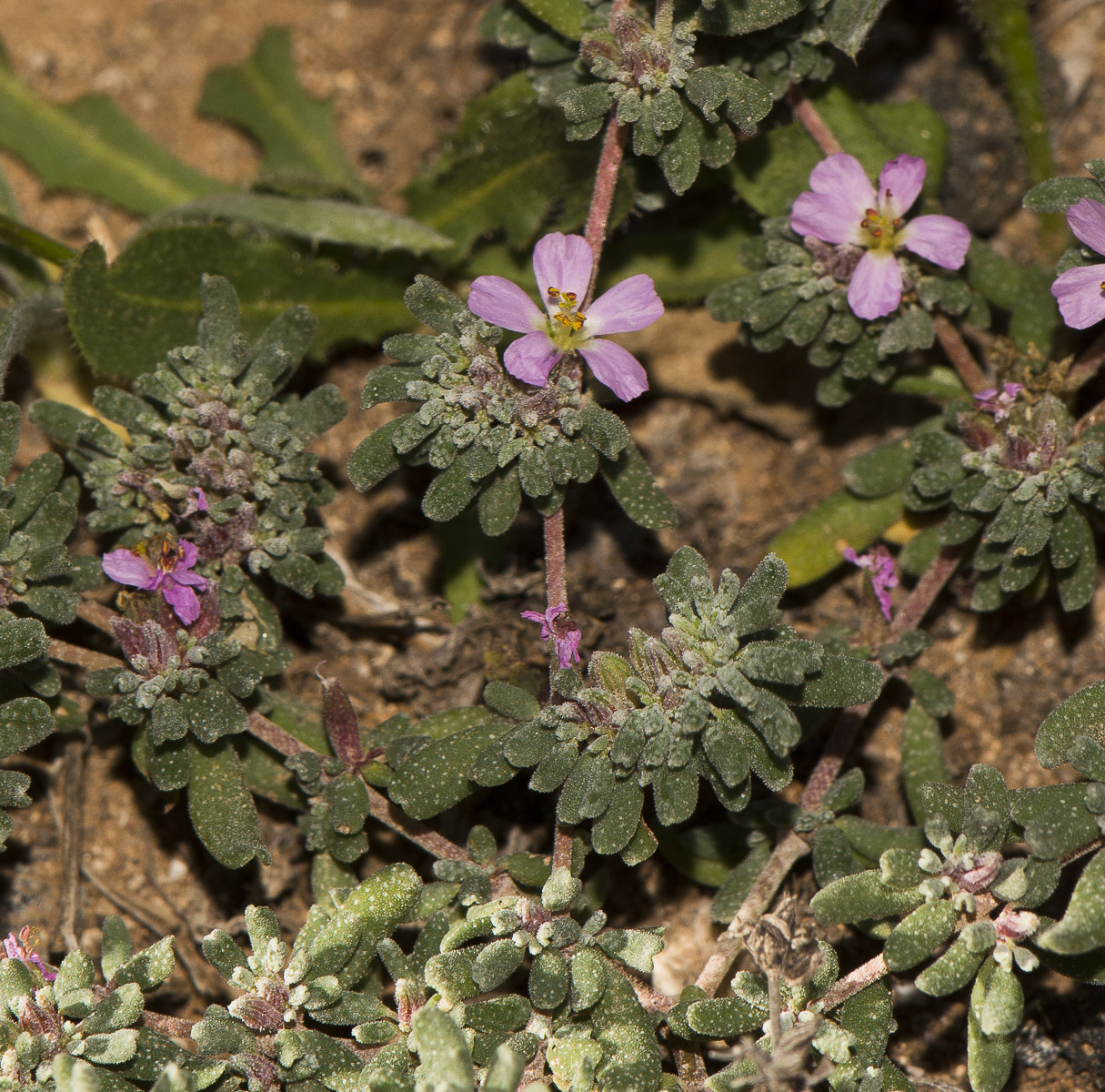 Image of genus Frankenia specimen.
