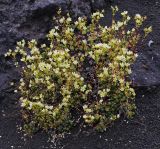 Saxifraga cherlerioides
