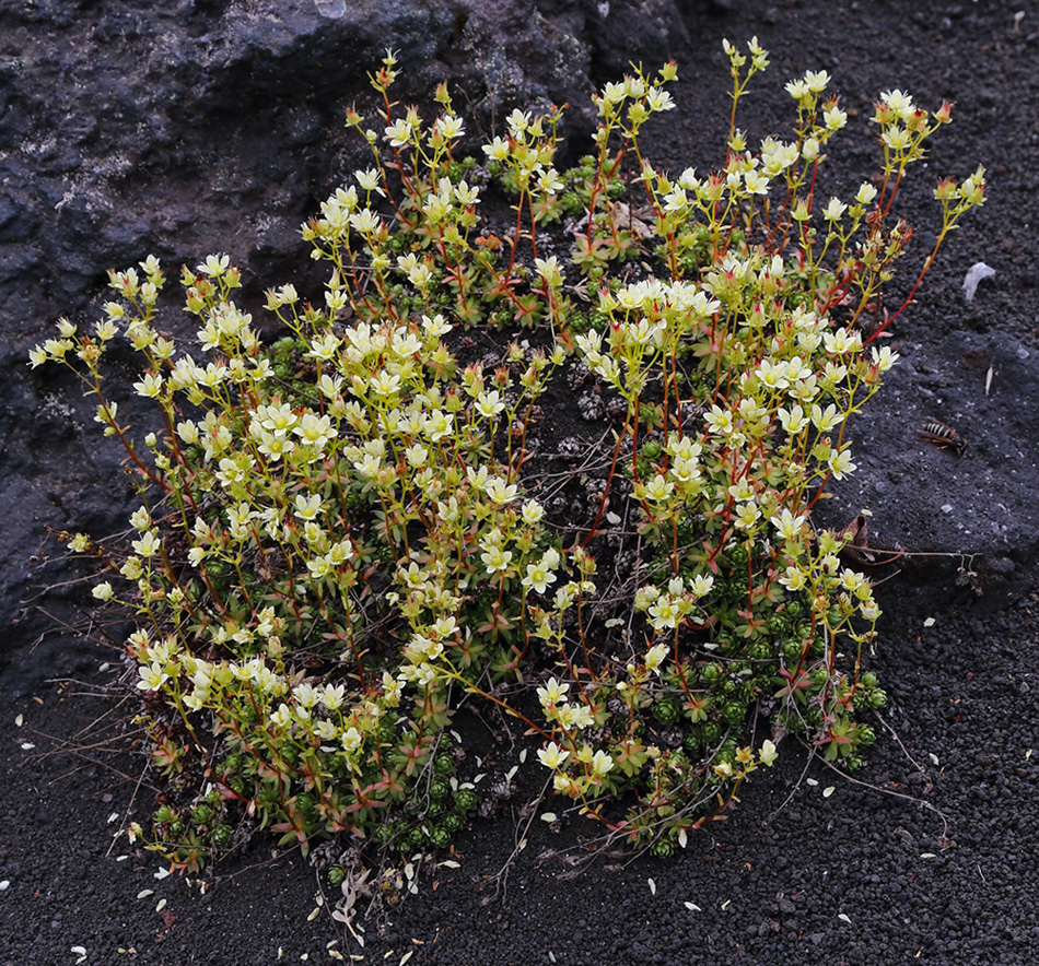 Image of Saxifraga cherlerioides specimen.