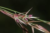 Phragmites australis. Часть соцветия. Приморский край, о. Русский, заросль на морской террасе. 06.09.2018.