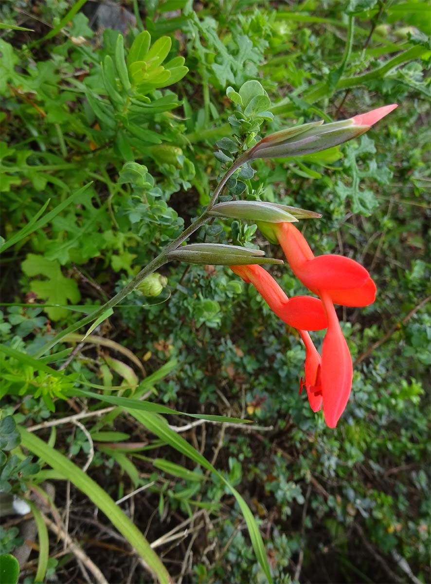 Image of Gladiolus splendens specimen.