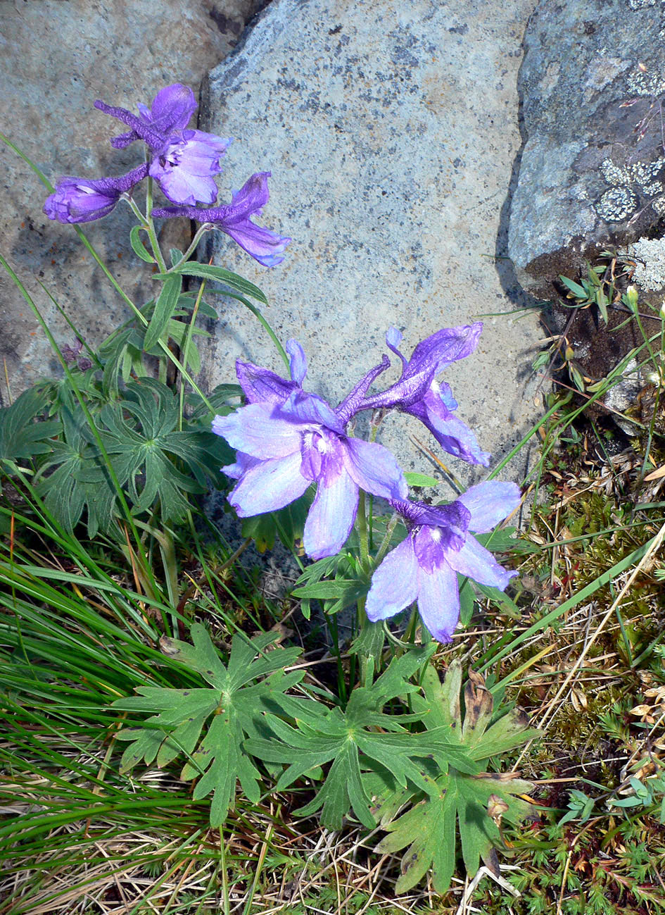 Изображение особи Delphinium brachycentrum ssp. maydellianum.