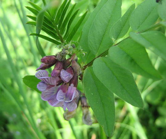 Image of Vicia sepium specimen.