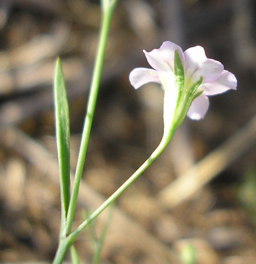 Изображение особи Psammophiliella muralis.