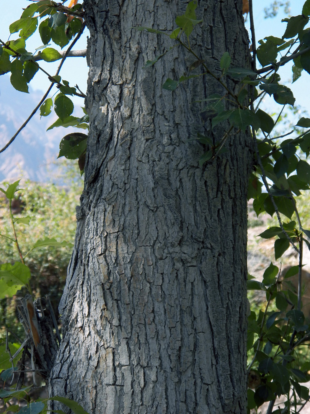 Image of Populus pamirica specimen.