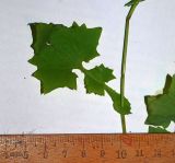 View full-size image Mycelis muralis