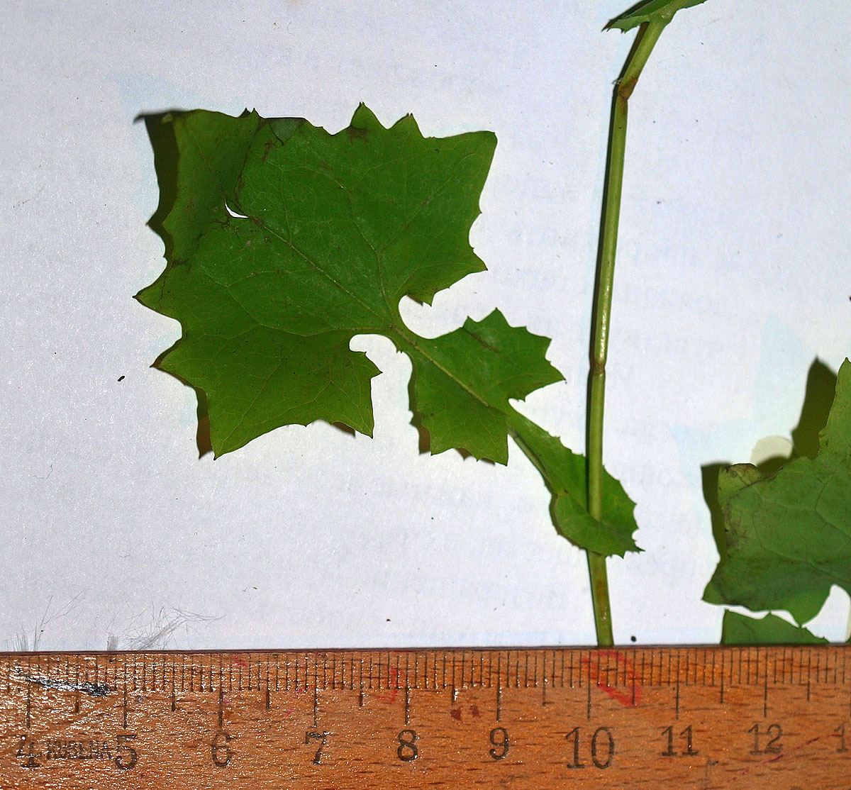Image of Mycelis muralis specimen.