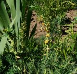 Euphorbia cyparissias. Верхушки побегов с листьями, пораженными ржавчинным грибом. Восточно-Казахстанская обл., г. Усть-Каменогорск, сквер возле здания, в культуре. 05.06.2017.