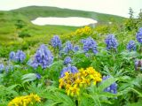 Aconitum maximum