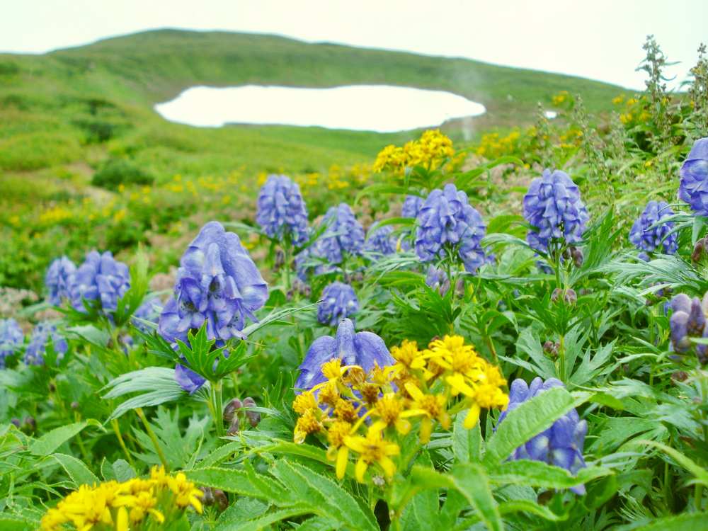 Изображение особи Aconitum maximum.