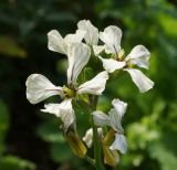 Eruca sativa. Цветки. Казахстан, Восточно-Казахстанская обл., Уланский р-н, с. Украинка, дачный участок, в культуре. 23.07.2014.