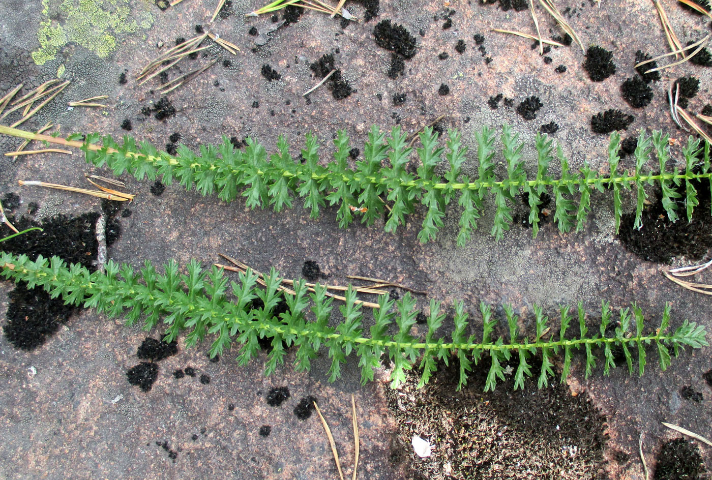 Image of Filipendula vulgaris specimen.