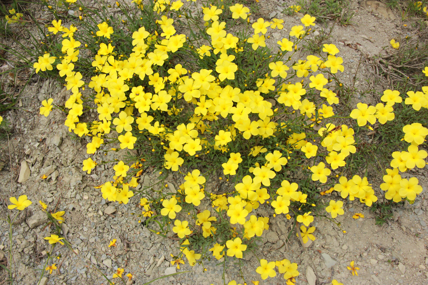 Изображение особи Linum tauricum.