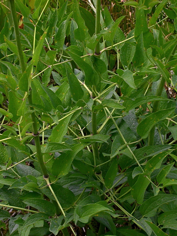 Image of Clematis recta specimen.