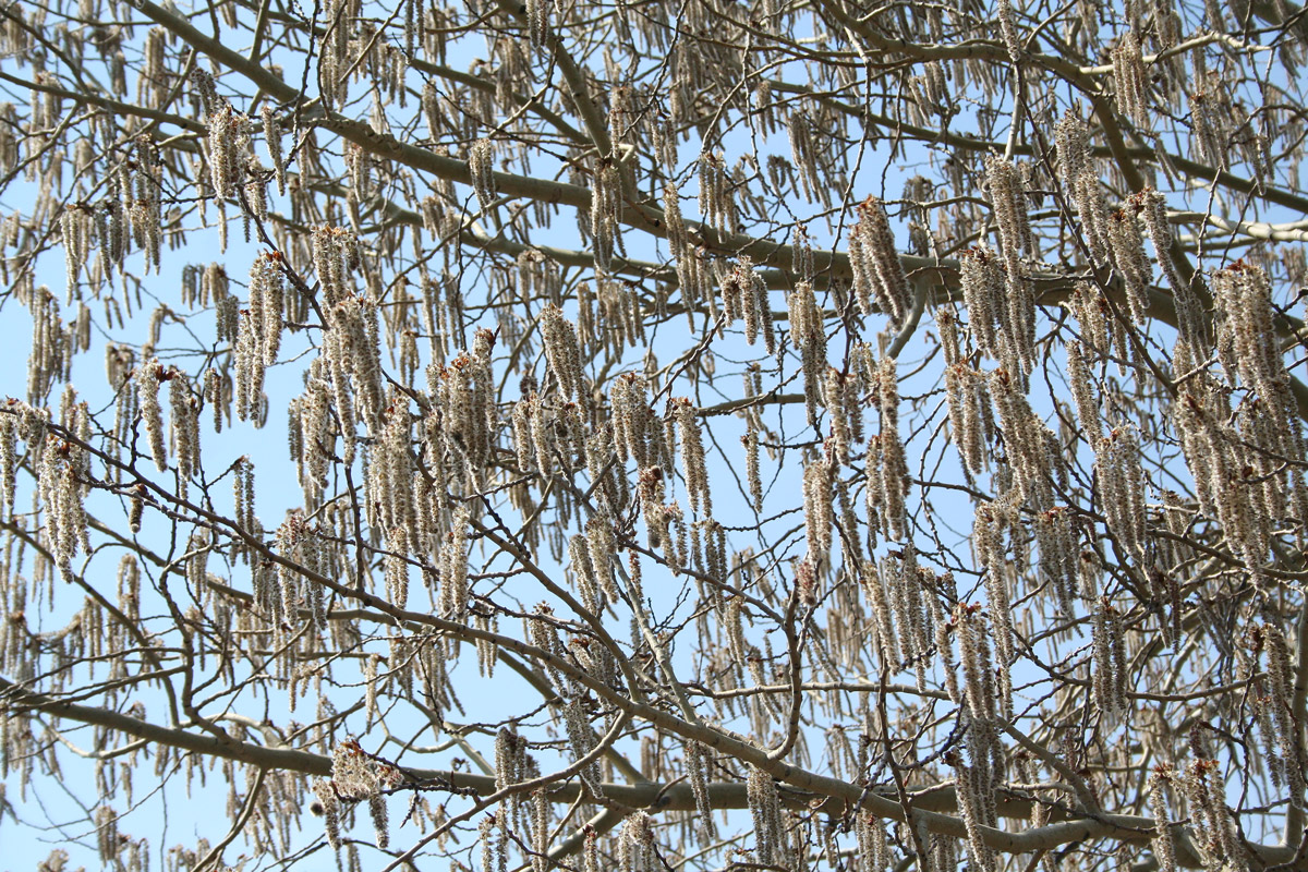 Image of Populus tremula specimen.