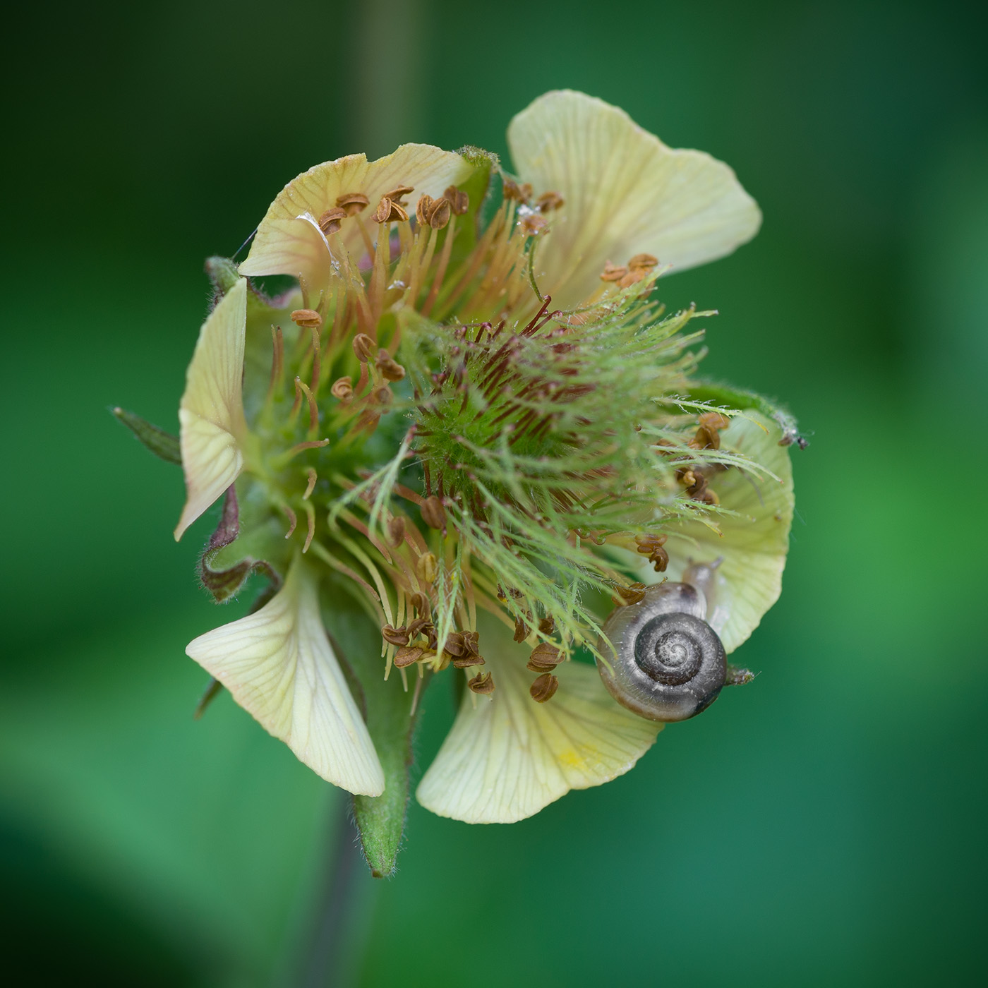 Изображение особи Geum rivale.