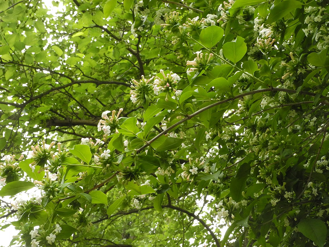 Изображение особи Zabelia mosanensis.