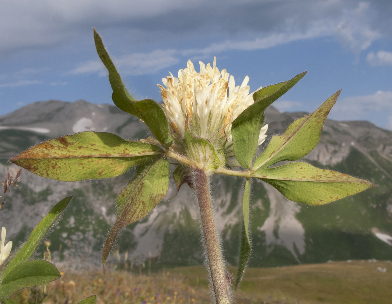 Image of Trifolium trichocephalum specimen.