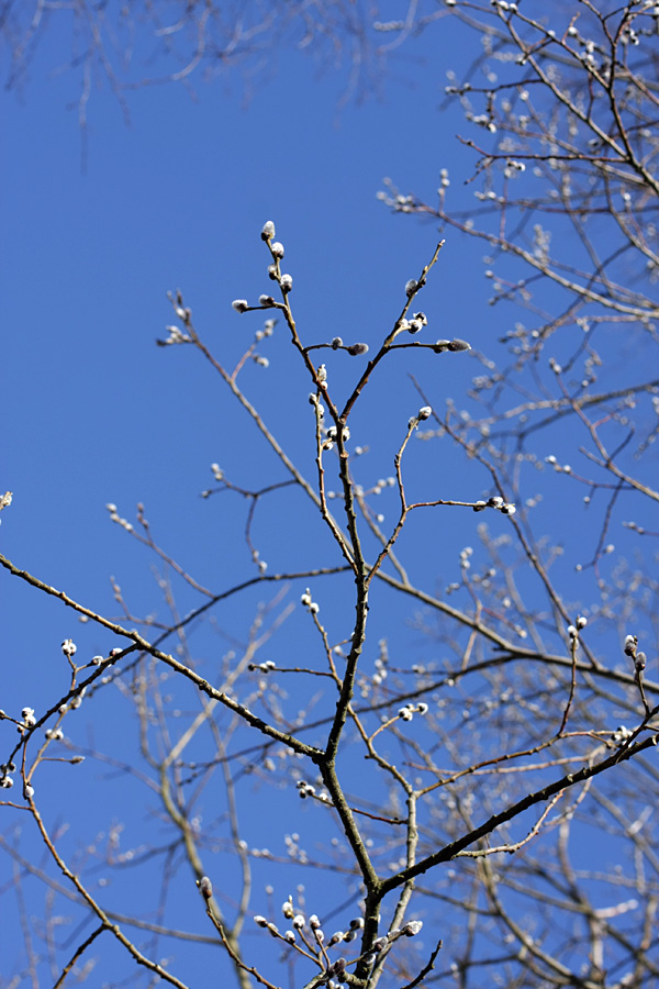 Image of Salix caprea specimen.