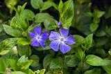 Vinca major