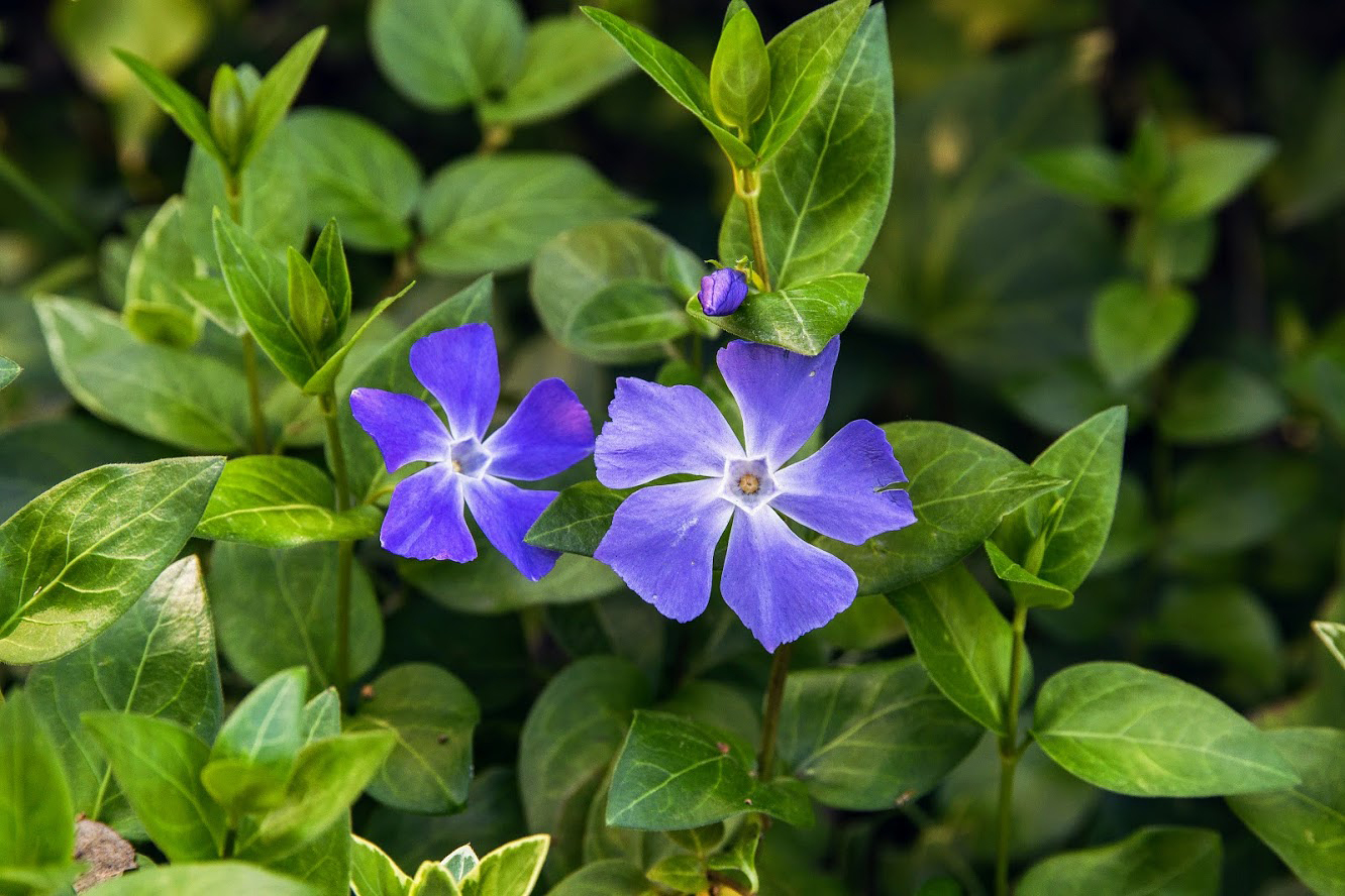 Image of Vinca major specimen.