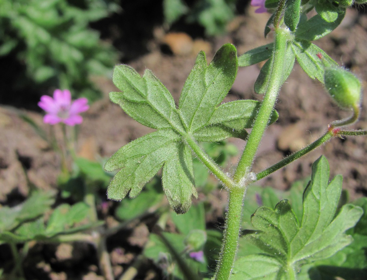 Изображение особи Geranium molle.