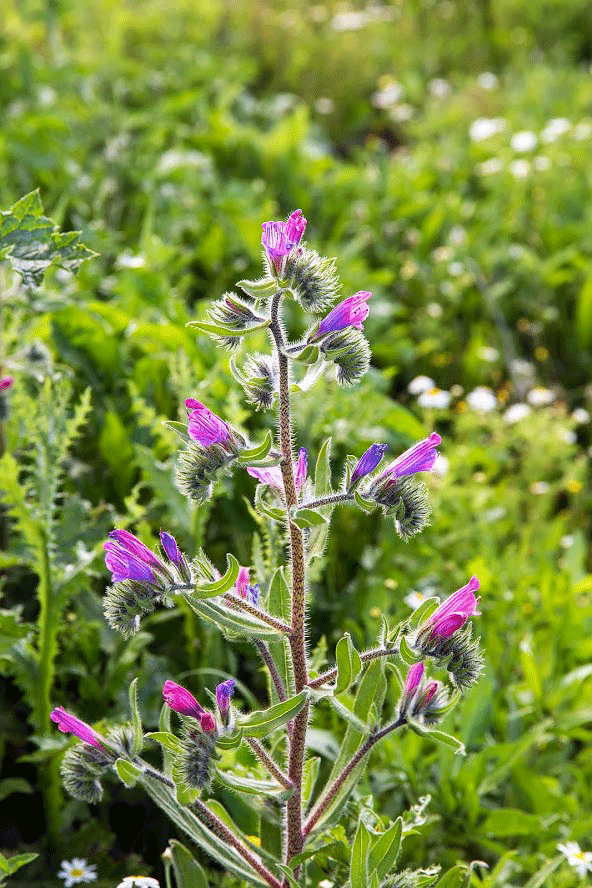 Изображение особи Echium judaeum.