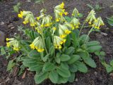 Primula veris. Цветущие растения. Тверская обл., г. Тверь, городской сад, клумба. 7 мая 2019 г.