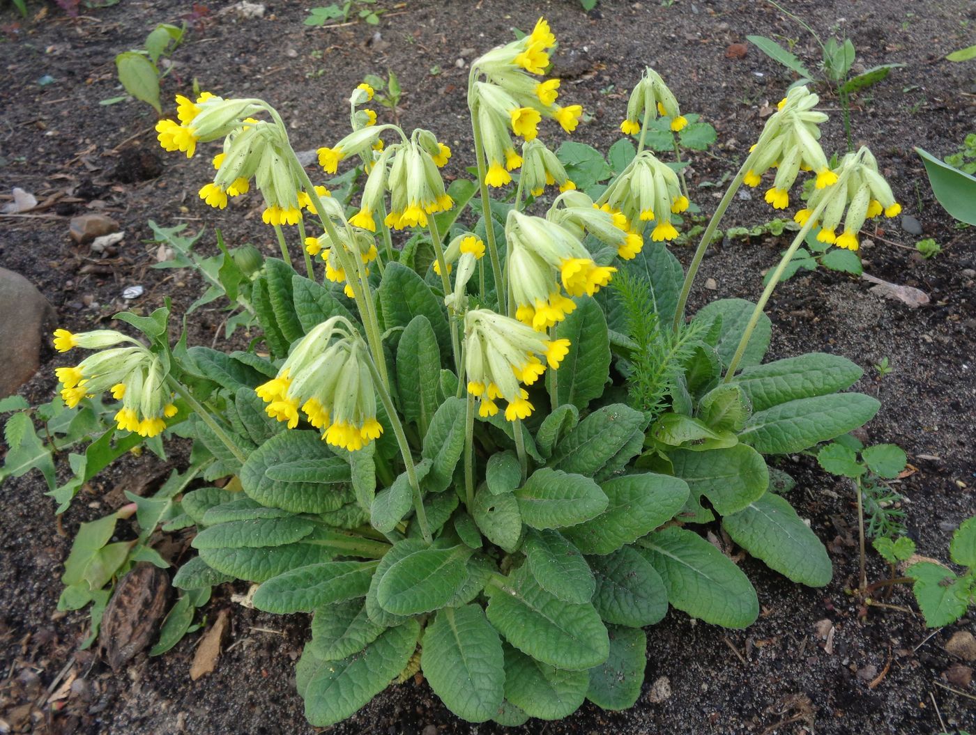 Изображение особи Primula veris.