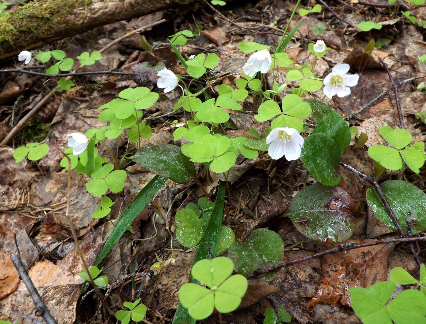 Изображение особи Oxalis acetosella.