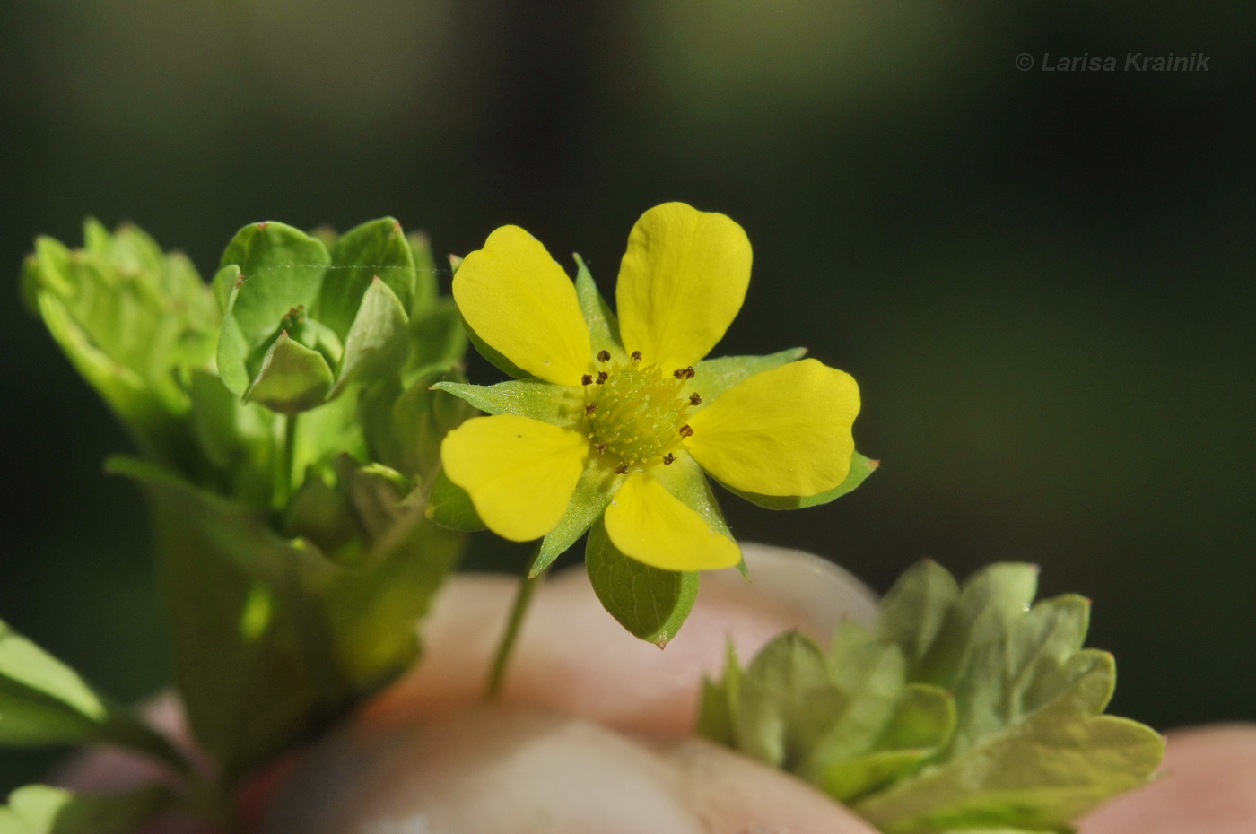 Image of Potentilla centigrana specimen.