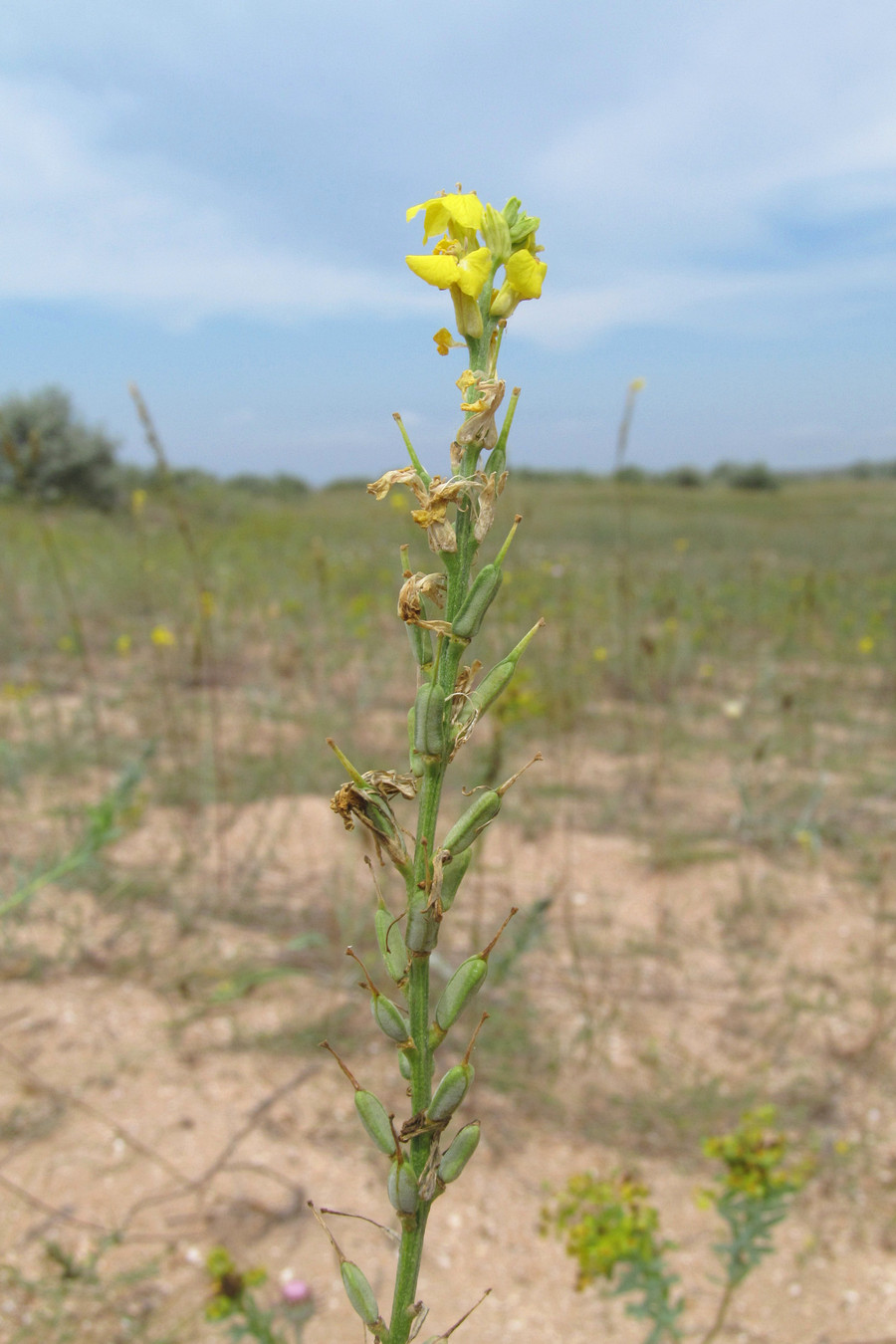 Image of Syrenia montana specimen.