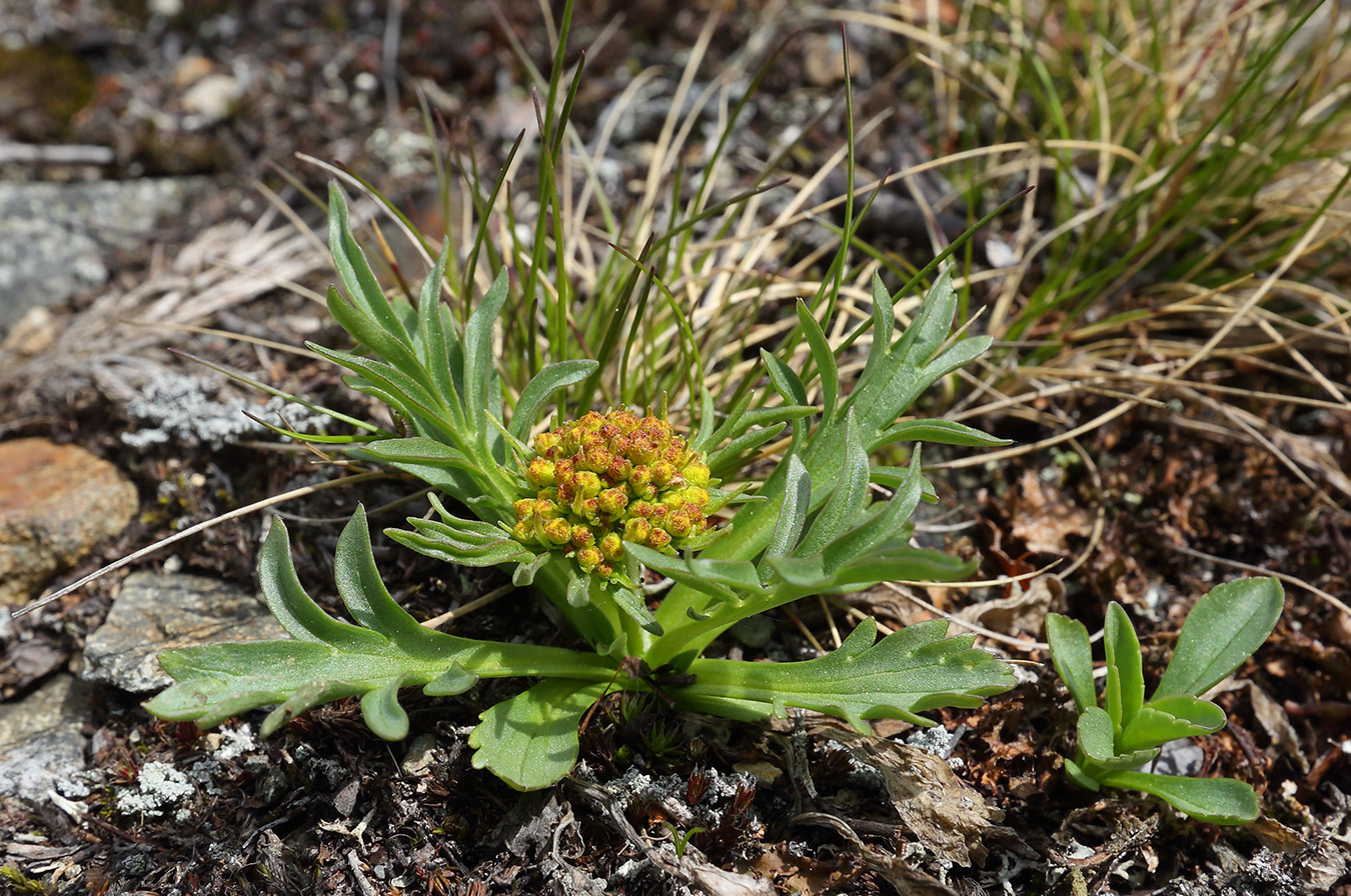 Изображение особи Patrinia sibirica.