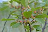 Frangula alnus