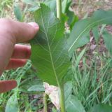 Verbascum lychnitis