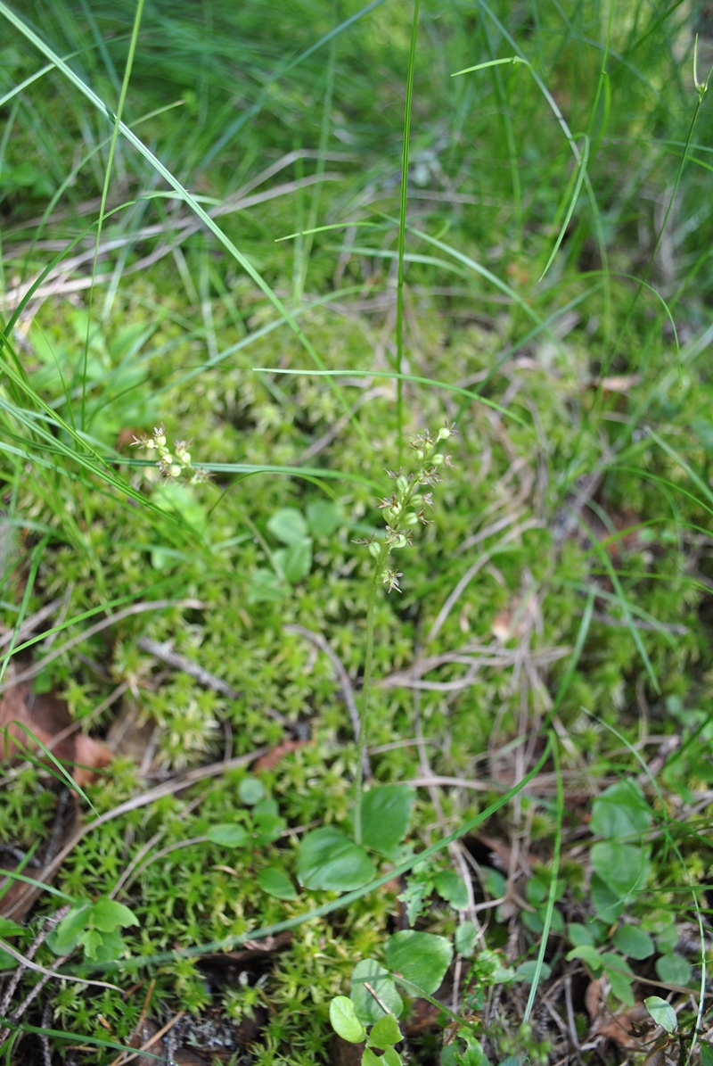 Изображение особи Listera cordata.