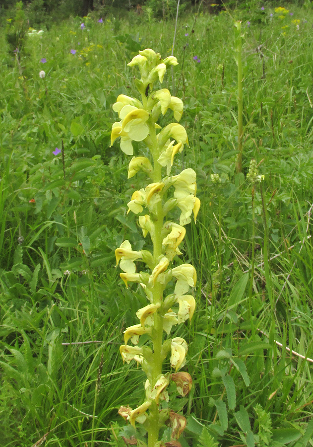 Изображение особи Pedicularis incarnata.