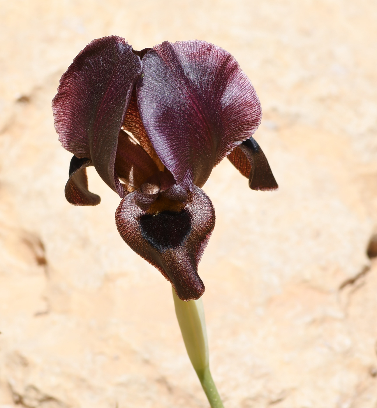 Image of Iris petrana specimen.