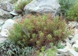 Veronica filifolia
