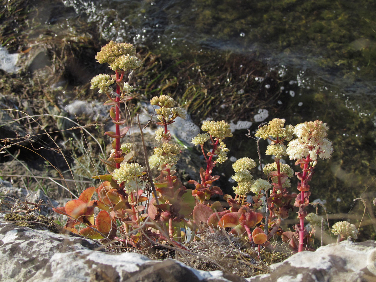 Image of Hylotelephium stepposum specimen.