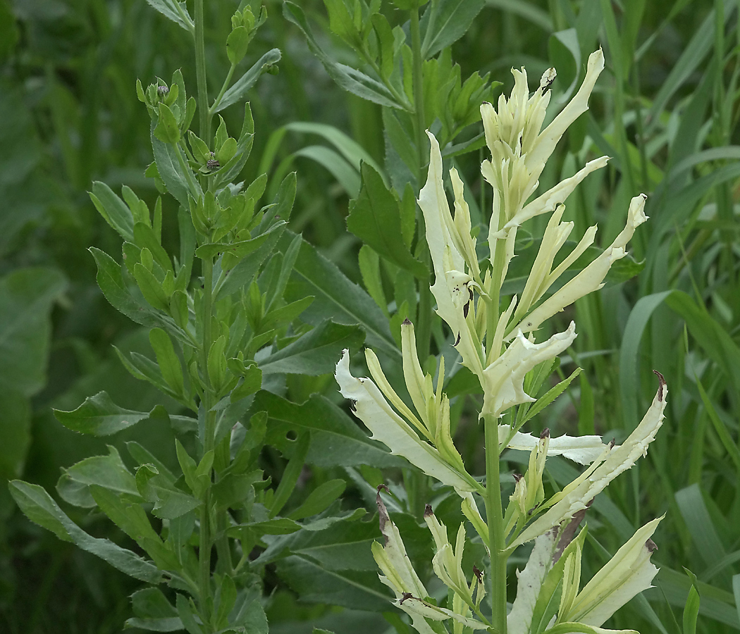 Изображение особи Cirsium setosum.