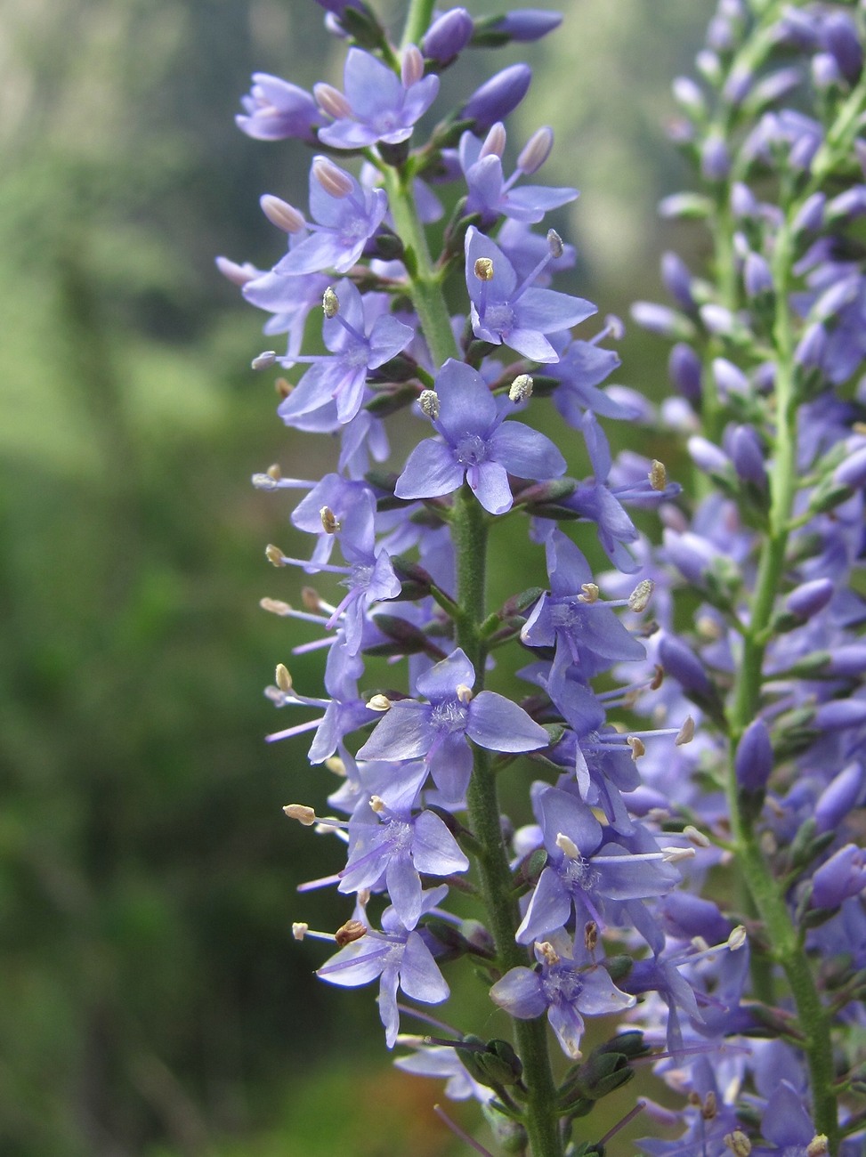 Image of Veronica spuria specimen.